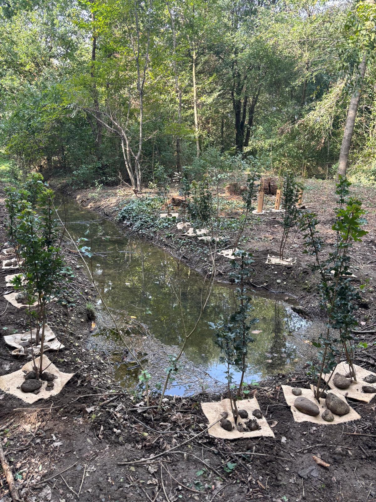 Young trees beside the water channel